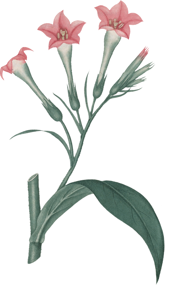 Floral Plant Illustration